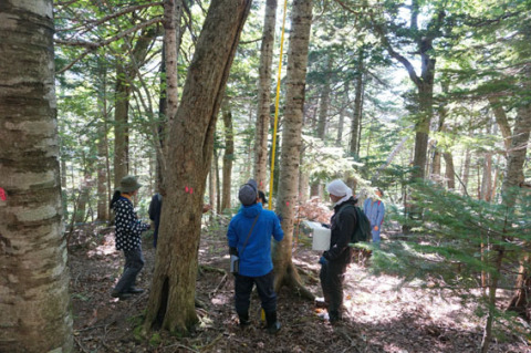知床国有林択伐跡地における調査の様子。調査区に生える樹木の高さや太さ、枝張りを一本一本計る（2017年9月16日、菊池俊一撮影）