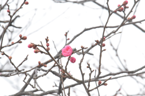 まだ肌寒い公園に春の訪れを告げるように鮮やかなピンクの花が開いた＝17日午前、大寶館そば