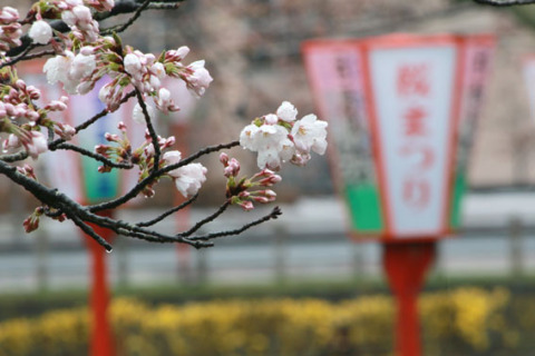 咲き始めた桜がしっとりと雨にぬれていた＝６日午後３時ごろ、鶴岡公園