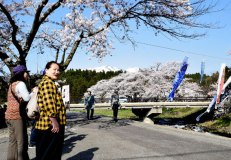 中山河川公園の桜並木を散策する参加者たち