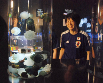 茶色の小さなクラゲが容器に収まり「日本の勝利」と占った＝加茂水族館