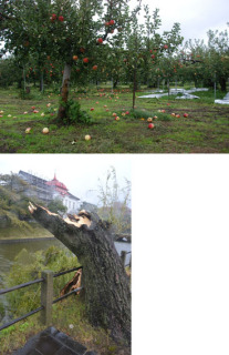リンゴの落果被害があった櫛引地域の果樹園＝7日午前9時ごろ、鶴岡市三千刈（上）強風で鶴岡公園の大寶館前のヤナギが倒木し堀に落下＝7日午前8時40分ごろ