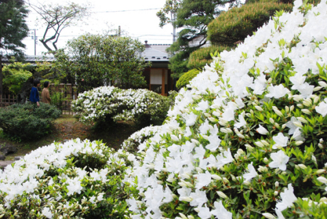 鶴岡市街地のツツジの名所として知られる無量光苑釈迦堂で白ツツジが咲き初めた＝14日