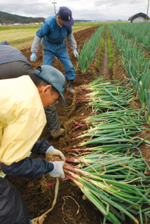 酒田市平田地域で平田赤ねぎの収穫が始まった＝22日午前、同市中野目のほ場