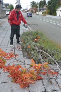県道の街路樹が切り倒され、植栽箇所に放置されたナナカマド＝15日午前