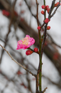 1輪だけ咲いた春告げ梅。周りには今にも開花しそうなつぼみが多く見られた＝30日午前、大寶館前