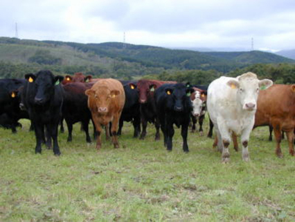 北里八雲牛の放牧風景（北里大学ＨＰから）