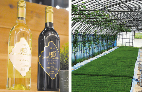 育苗の中、ブドウが葉を広げ始めるハウス＝昨年5月（右）、育苗ハウス栽培のブドウを使った新作ワイン