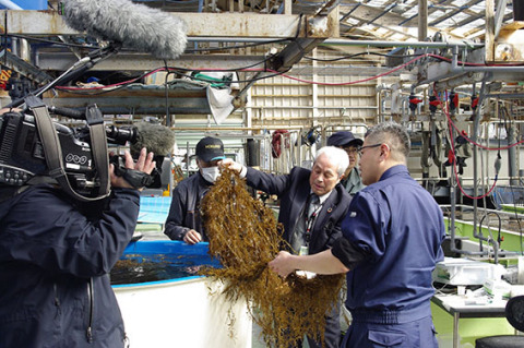 県水産試験場でプレートに付着したアカモクの育ち具合を確認した＝今月9日（県自動車販売店リサイクルセンター提供）