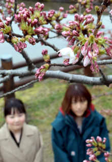 日和山公園の桜が開花。市民らが早速訪れて花をめでた＝1日午後