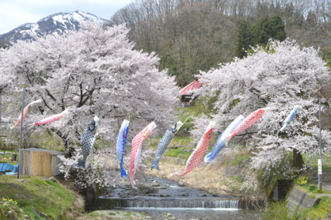 満開の「夫婦桜」と山の残雪、渓流を背景に泳ぐこいのぼり