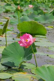 咲き始めた鶴岡市大山の上池のハス＝17日午前