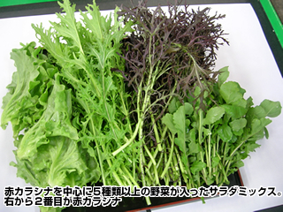 赤カラシナを中心に５種類以上の野菜が入ったサラダミックス。右から２番目が赤カラシナ