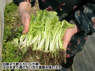 白菜より軟らかいべか菜。火はあまり通さない方が食感を味わえる