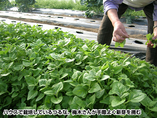 ハウスで栽培しているつるな。梅木さんが手際よく新芽を摘む