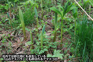 庄内では砂丘地にも自生している「山のアスパラ」とも呼ばれるアマドコロ