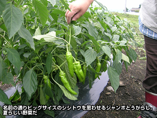 名前の通りビッグサイズのシシトウを思わせるジャンボとうがらし。夏らしい野菜だ