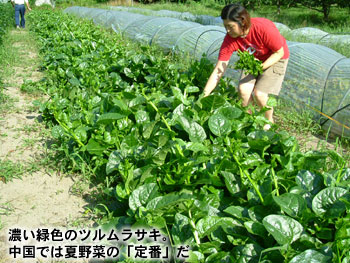 濃い緑色のツルムラサキ。中国では夏野菜の「定番」だ