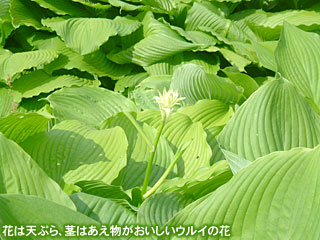 花は天ぷら、茎はあえ物がおいしいウルイの花