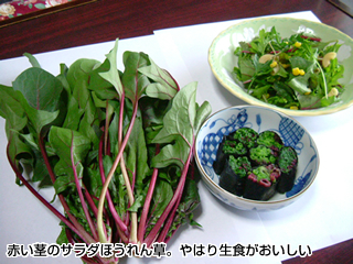 サラダほうれん草 生食ｏｋ 食卓に彩り 庄内 山の幸97 荘内日報社