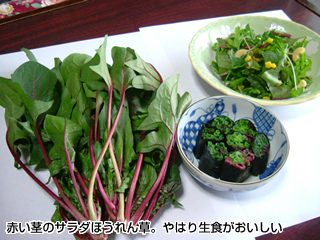 赤い茎のサラダほうれん草。やはり生食がおいしい