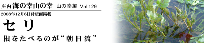 「セリ」根をたべるのが“朝日流”