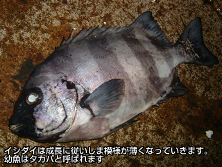 イシダイは成長に従いしま模様が薄くなっていきます。幼魚はタカバと呼ばれます