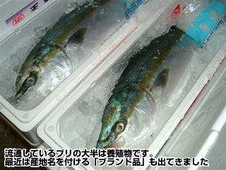 流通しているブリの大半は養殖物です。最近は産地名を付ける「ブランド品」も出てきました