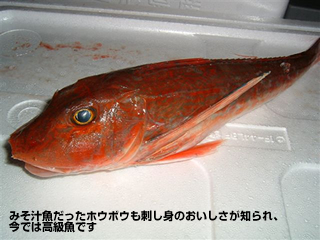 みそ汁魚だったホウボウも刺し身のおいしさが知られ、今では高級魚です