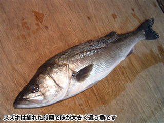 スズキは捕れた時期で味が大きく違う魚です