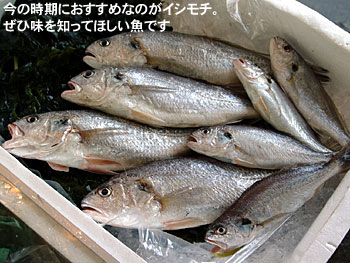 今の時期におすすめなのがイシモチ。ぜひ味を知ってほしい魚です