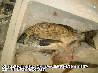 クロダイは店頭ではめったに見ることがない魚かもしれません。ぜひ一度、食べてみてください