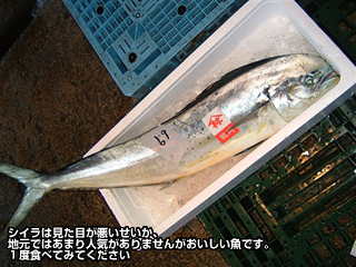 シイラは見た目が悪いせいか、地元ではあまり人気がありませんがおいしい魚です。１度食べてみてください