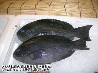 メジナは庄内ではあまり食べません。でも、釣り人には身近な魚でしょう