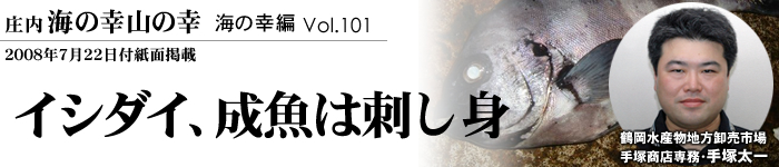 イシダイ、成魚は刺し身