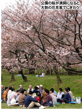 公園の桜が満開になると、大勢の花見客でにぎわう
