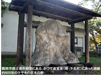 鶴岡市郷土資料館前にある、かつて遠賀原（現・千石町）にあった樹齢約800年のケヤキの巨木の幹