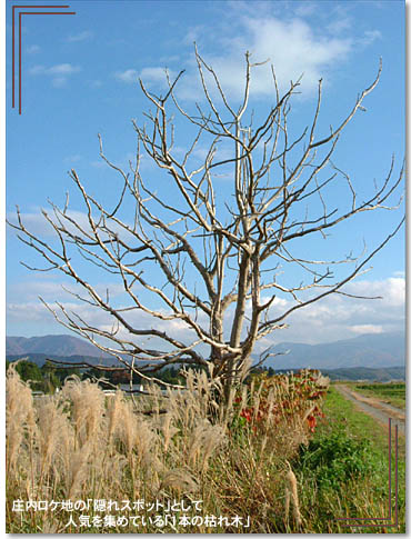 庄内ロケ地の「隠れスポット」として人気を集めている「１本の枯れ木」の写真