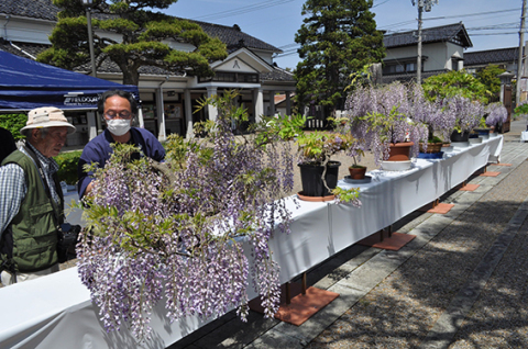 ふじの花盆栽展を初めて屋外で実施。晴天の下、周囲は甘い香りに包まれた＝11日、東田川文化記念館