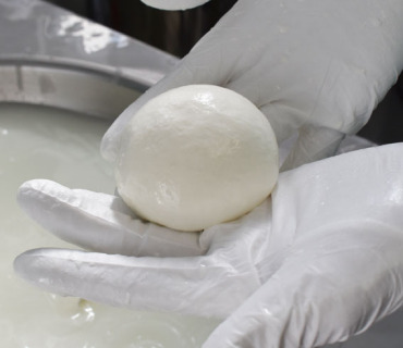 田村牛乳が製造する庄内産生乳100％のモッツァレラチーズ
