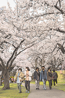 満開となった鶴岡公園桜並木を歩く人たち＝5日
