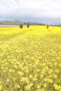 黄色のじゅうたんの中を散策できる鶴岡市白山の「菜の花迷路」＝26日午前