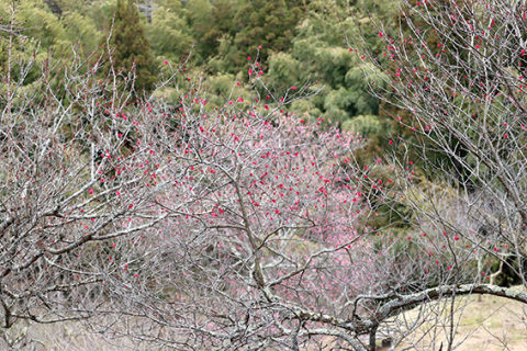 梅が咲き始めた梅林公園。9、10日には「梅まつり」が行われる＝1日午後