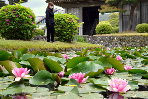 松山城大手門を囲むお堀で咲き始めたスイレンの花＝23日午前