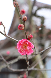 開花した致道館の紅梅＝2日午前