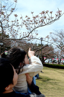 7日に開花宣言された日和山公園の桜＝8日午前11時半ごろ