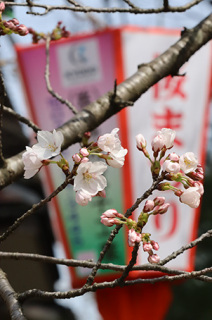 鶴岡公園のソメイヨシノが開花した＝8日午前