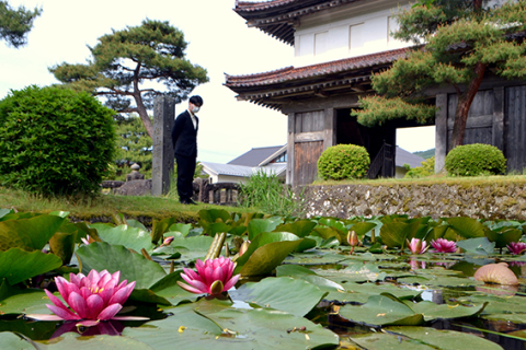 松山城大手門を囲むお堀で見頃を迎えたスイレンの花＝23日