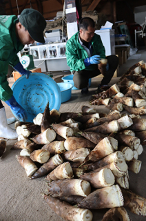 県内外に多くのファンを持つ「湯田川孟宗」の集荷が始まった＝27日