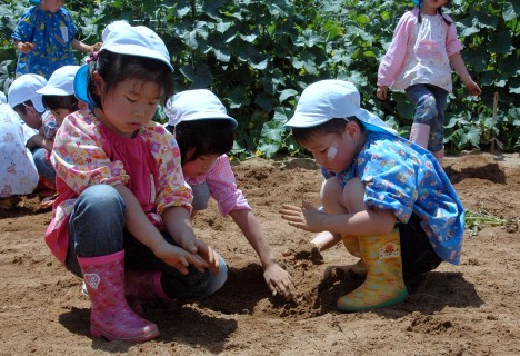 天真幼稚園の園児たちが芋掘りに挑戦した